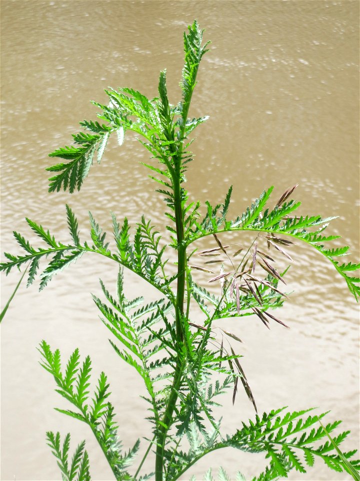 Rainfarn (Tanacetum vulgare) an der Saar in Saarbrücken