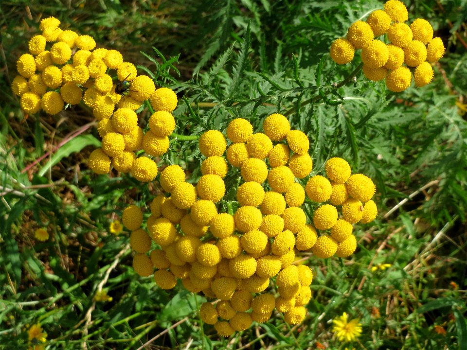 Rainfarn (Tanacetum vulgare) in Bruchmühlbach-Miesau