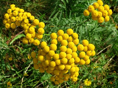 Rainfarn (Tanacetum vulgare) in Bruchmühlbach-Miesau