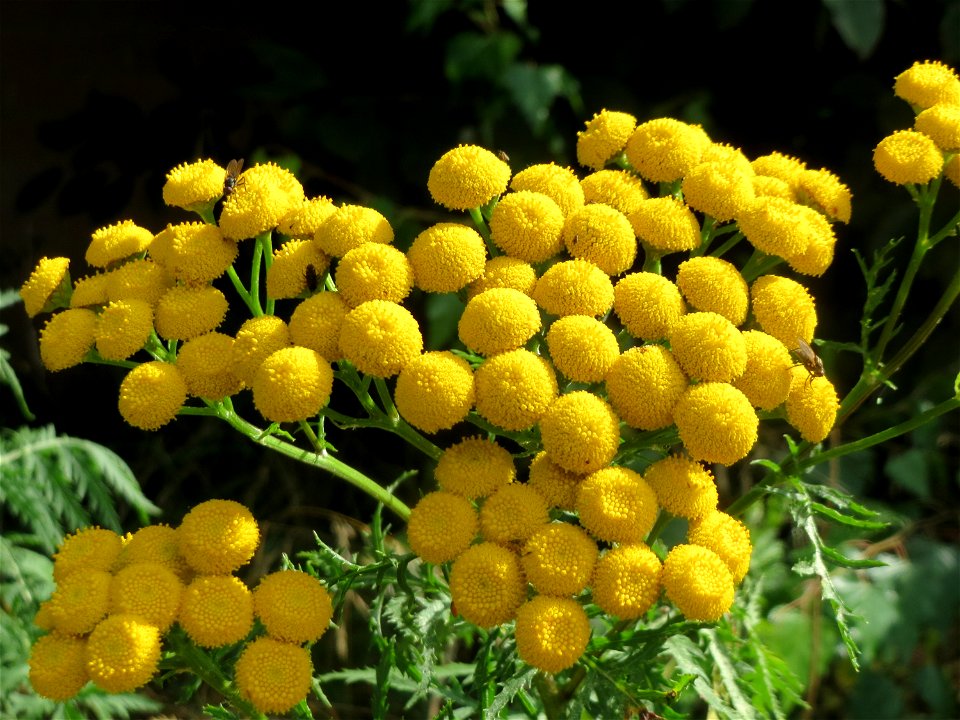 Rainfarn (Tanacetum vulgare) in Bruchmühlbach-Miesau