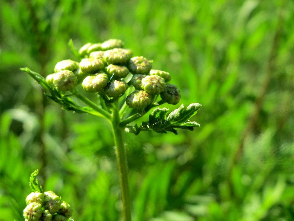 Rainfarn (Tanacetum vulgare) in Hockenheim