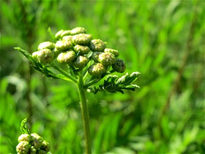 Rainfarn (Tanacetum vulgare) in Hockenheim