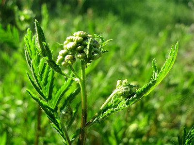 Rainfarn (Tanacetum vulgare) in Hockenheim