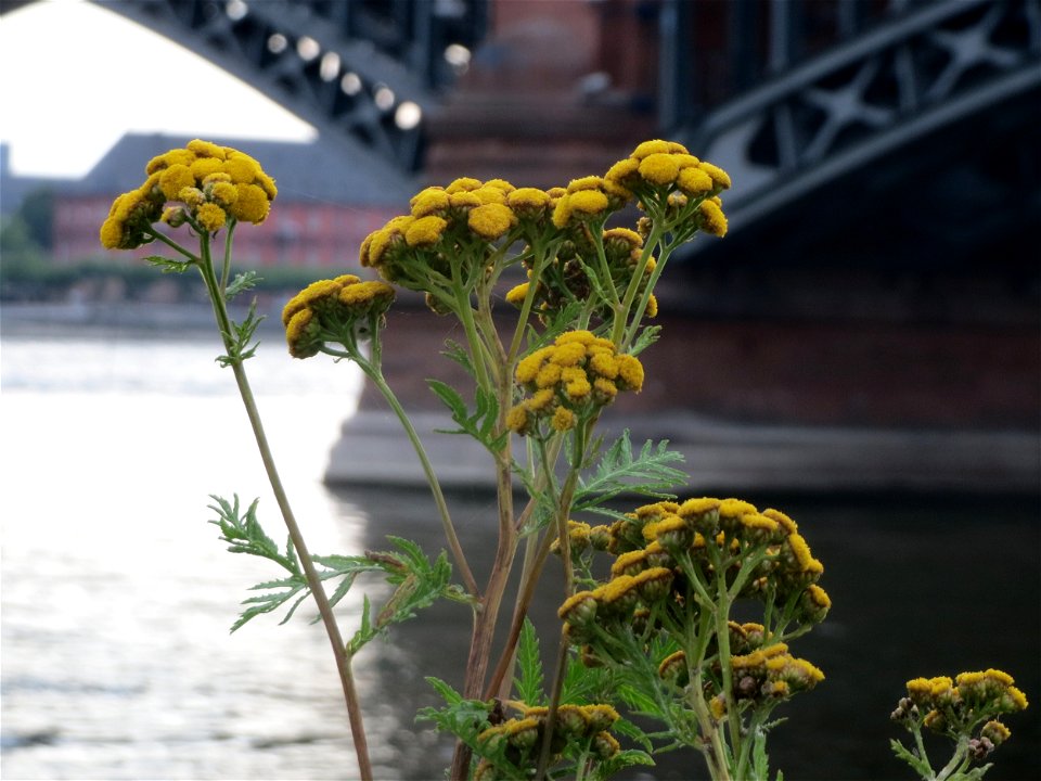 Rainfarn (Tanacetum vulgare) am Rheinufer in Mainz-Kastel