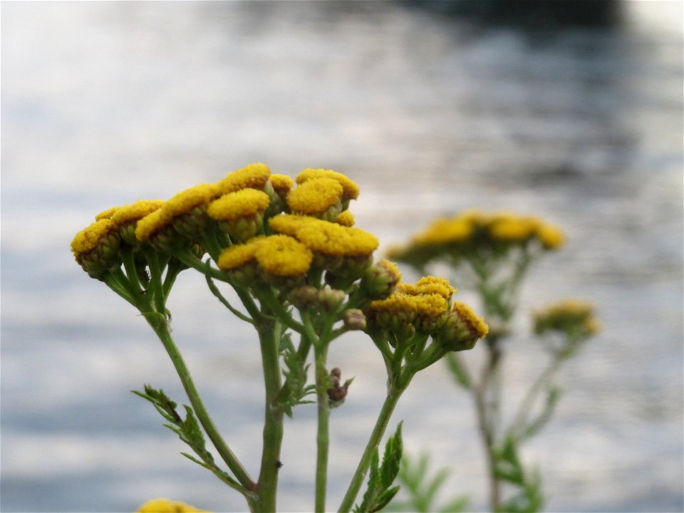 Rainfarn (Tanacetum vulgare) am Rheinufer in Mainz-Kastel