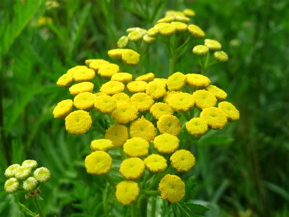 Rainfarn (Tanacetum vulgare) in Hockenheim