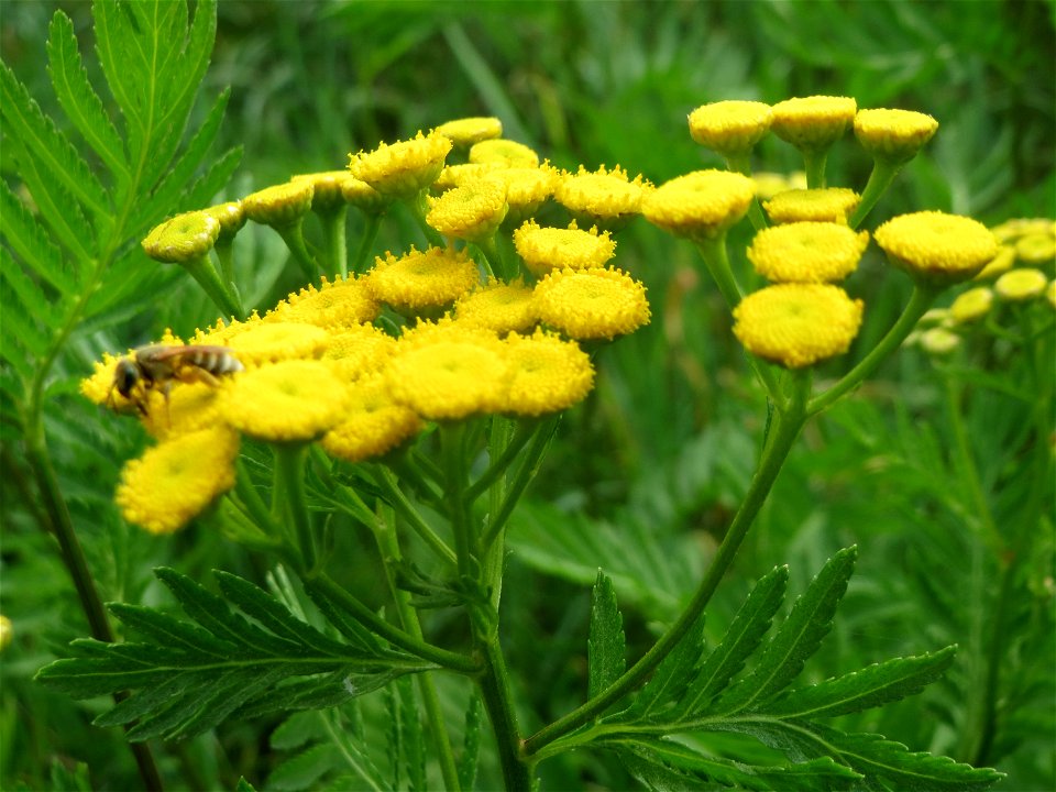 Rainfarn (Tanacetum vulgare) in Hockenheim