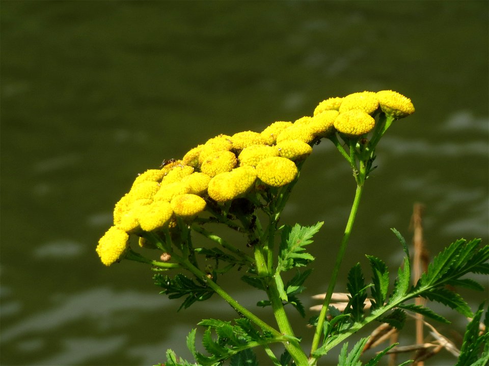 Rainfarn (Tanacetum vulgare) an der Saar in Saarbrücken