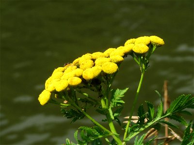 Rainfarn (Tanacetum vulgare) an der Saar in Saarbrücken