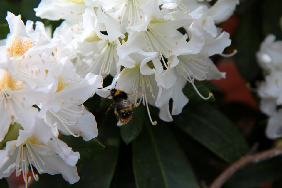 Bourdon insect rhododendron