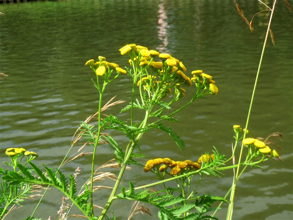 Rainfarn (Tanacetum vulgare) an der Saar in Saarbrücken