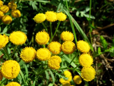 Rainfarn (Tanacetum vulgare) am Bahnhof Bruchmühlbach-Miesau