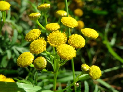 Rainfarn (Tanacetum vulgare) am Bahnhof Bruchmühlbach-Miesau