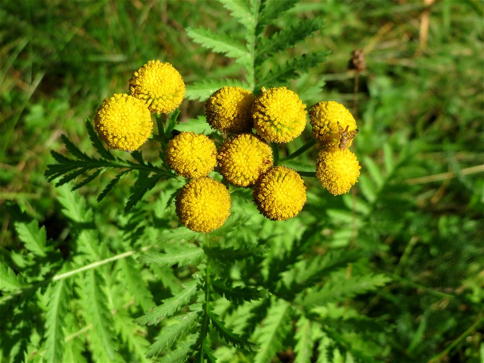 Rainfarn (Tanacetum vulgare) im Schwetzinger Hardt