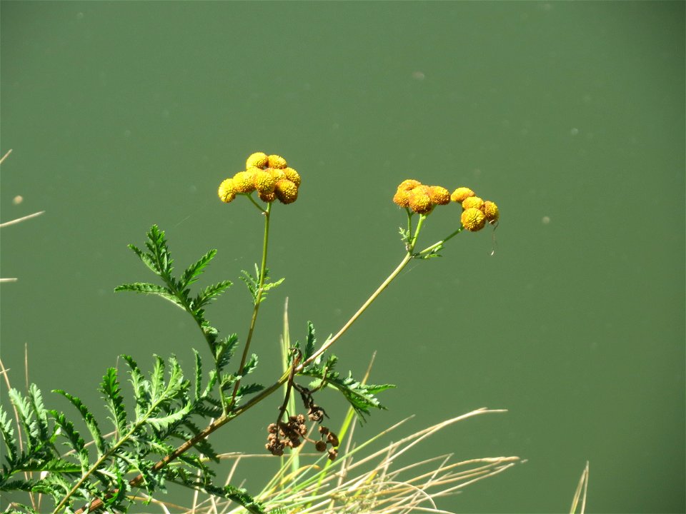 Rainfarn (Tanacetum vulgare) am Staden in Saarbrücken