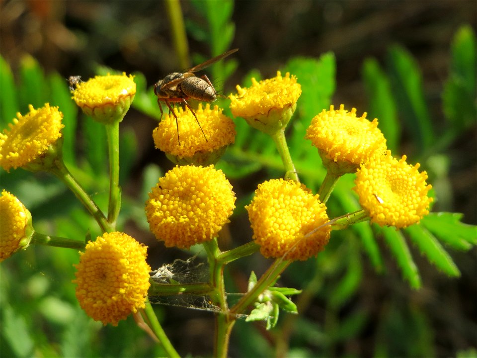 Rainfarn (Tanacetum vulgare) in Hockenheim