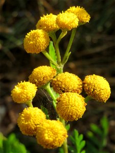Rainfarn (Tanacetum vulgare) in Hockenheim