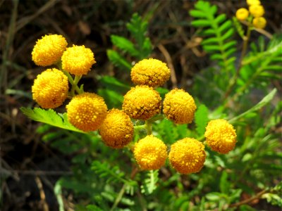Rainfarn (Tanacetum vulgare) in Hockenheim