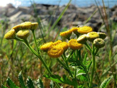 Rainfarn (Tanacetum vulgare) - Die mit Steinplatten befestigte Uferböschung am Rhein bei Altlußheim hat eine besondere Vegetation mit z.T. seltenen Pflanzen