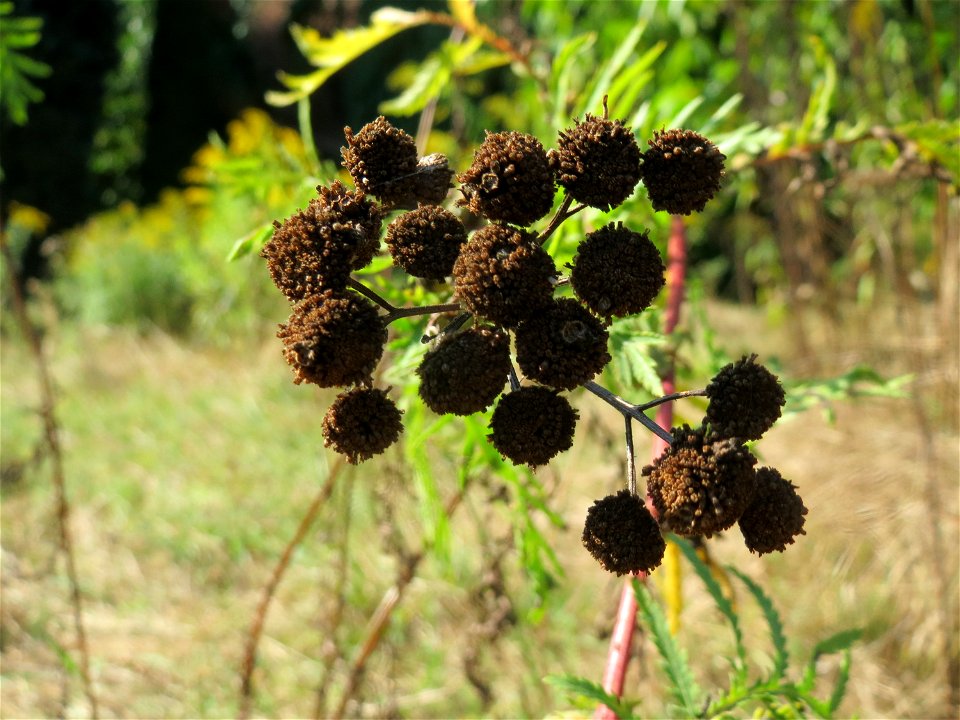 Rainfarn (Tanacetum vulgare) am Tierfriedhof in Alt-Saarbrücken