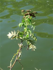 Rainfarn (Tanacetum vulgare) an der Saar in Saarbrücken