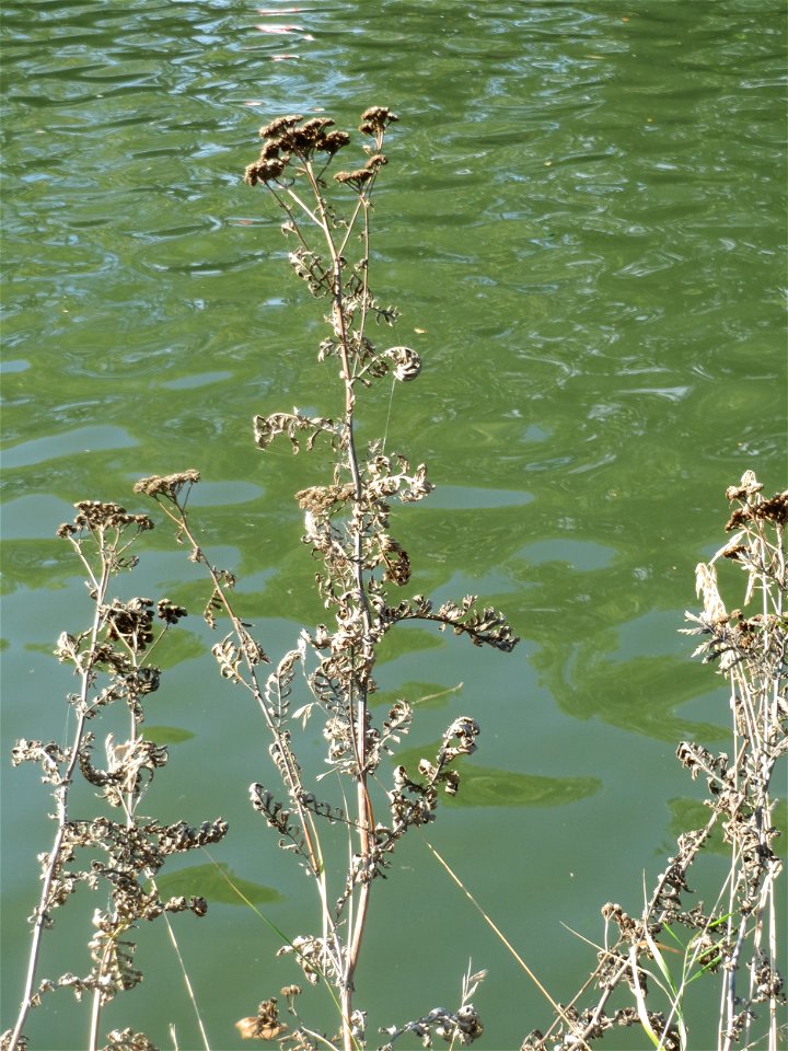 Rainfarn (Tanacetum vulgare) an der Saar in Saarbrücken