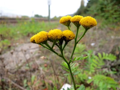 Rainfarn (Tanacetum vulgare) in Bruchmühlbach-Miesau Українська:  пижмо