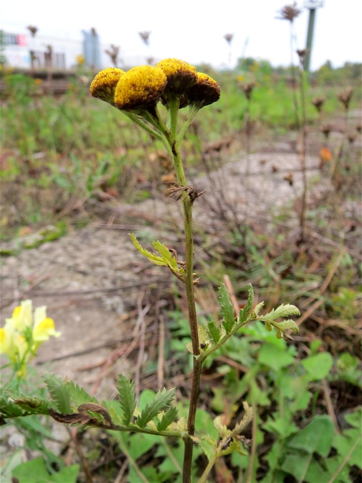 Rainfarn (Tanacetum vulgare) in Bruchmühlbach-Miesau Українська:  пижмо