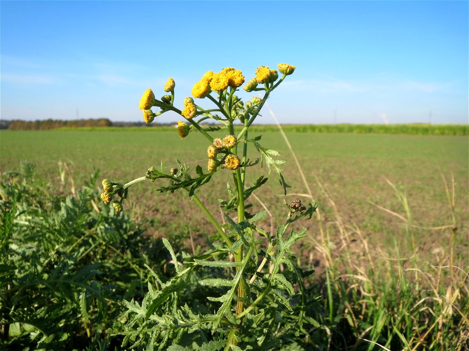 Rainfarn (Tanacetum vulgare) bei Walldorf (Baden)