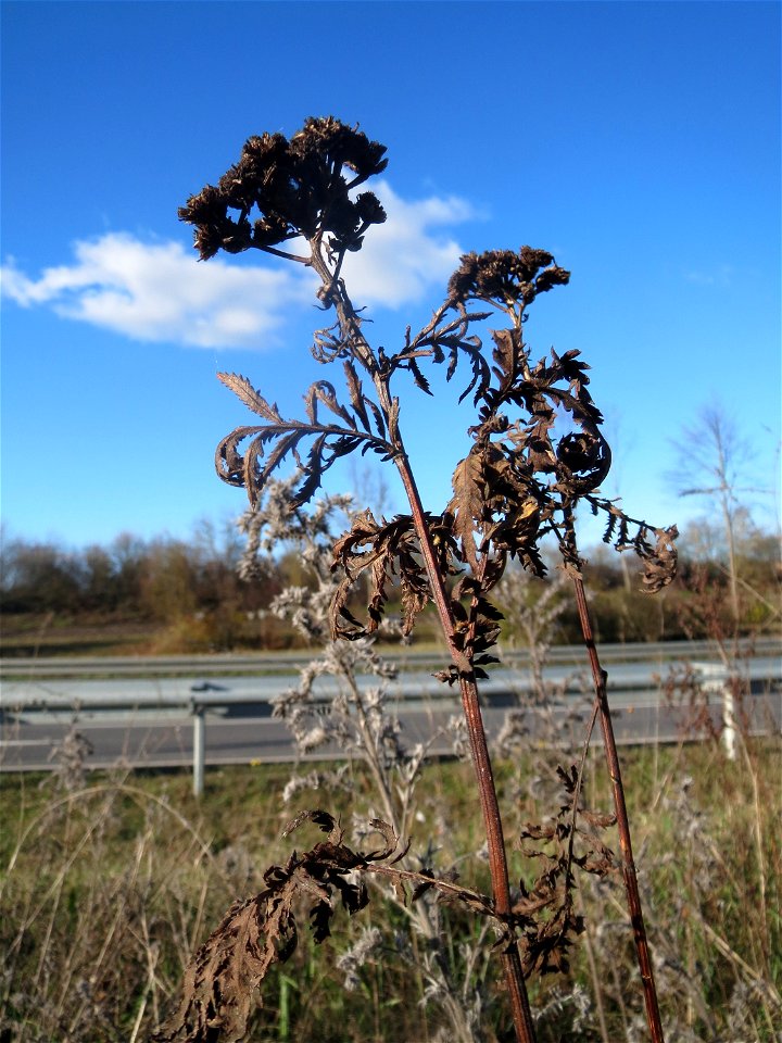 Rainfarn (Tanacetum vulgare) bei Neulußheim (Gemarkung Altlußheim)