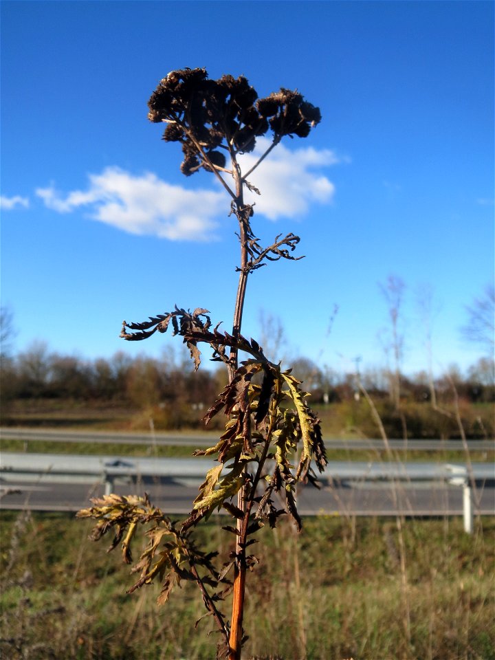 Rainfarn (Tanacetum vulgare) bei Neulußheim (Gemarkung Altlußheim)