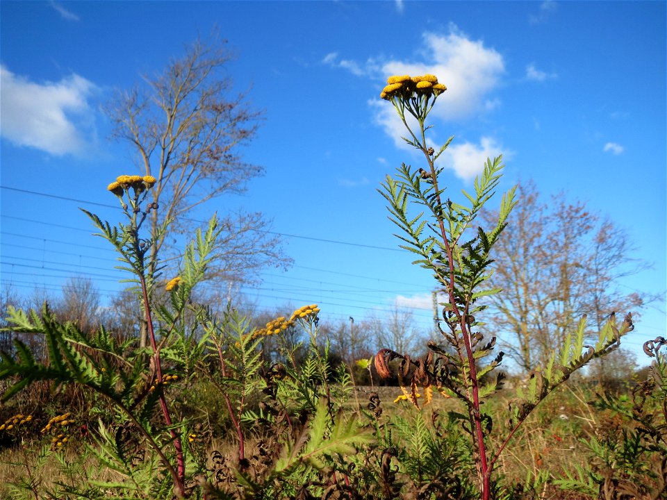 Rainfarn (Tanacetum vulgare) im Hochwasserrückhaltebecken bei Neulußheim (Gemarkung Altlußheim)