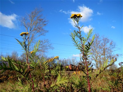Rainfarn (Tanacetum vulgare) im Hochwasserrückhaltebecken bei Neulußheim (Gemarkung Altlußheim)