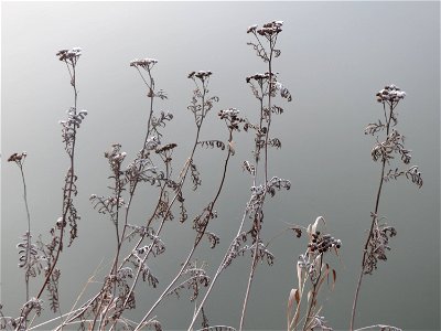 Rainfarn (Tanacetum vulgare) am Staden in Saarbrücken