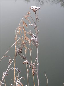 Rainfarn (Tanacetum vulgare) am Staden in Saarbrücken