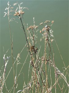 Rainfarn (Tanacetum vulgare) an der Saar in Saarbrücken