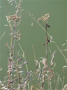 Rainfarn (Tanacetum vulgare) an der Saar in Saarbrücken