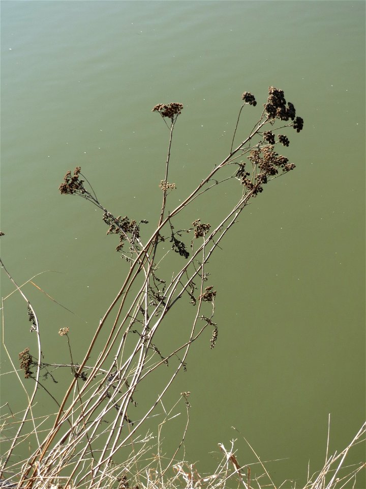 Rainfarn (Tanacetum vulgare) an der Saar in Saarbrücken