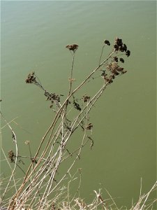Rainfarn (Tanacetum vulgare) an der Saar in Saarbrücken