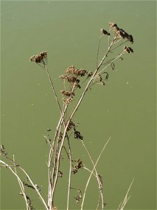 Rainfarn (Tanacetum vulgare) an der Saar in Saarbrücken