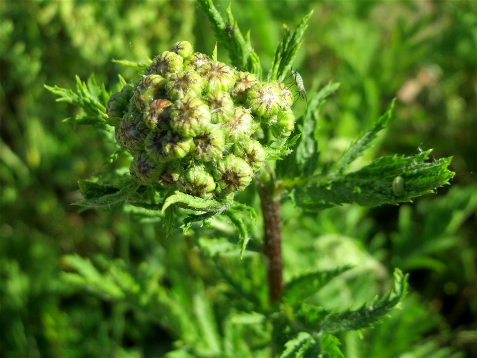 Blütenknospen vom Rainfarn (Tanacetum vulgare) am Bahnhof Landstuhl