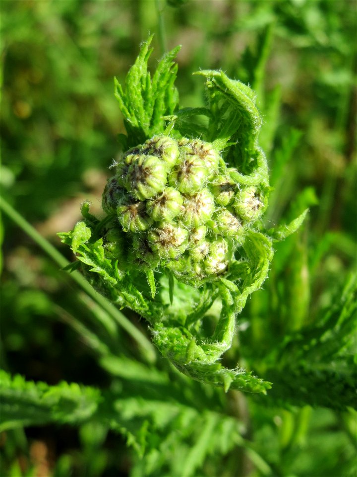 Blütenknospen vom Rainfarn (Tanacetum vulgare) am Bahnhof Landstuhl
