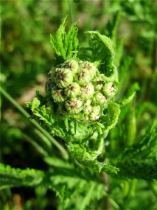 Blütenknospen vom Rainfarn (Tanacetum vulgare) am Bahnhof Landstuhl