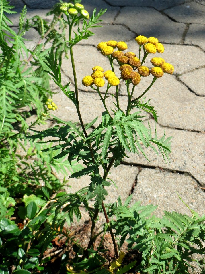 Ritzenbotanik: Rainfarn (Tanacetum vulgare) in Saarbrücken