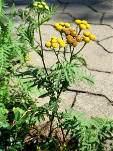 Ritzenbotanik: Rainfarn (Tanacetum vulgare) in Saarbrücken