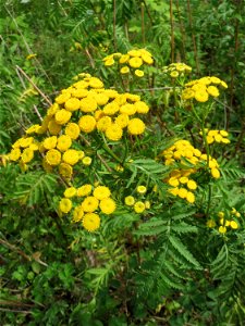 Rainfarn (Tanacetum vulgare) in Kirschheck/Heinrichshaus