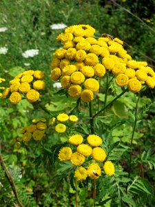 Rainfarn (Tanacetum vulgare) in Kirschheck/Heinrichshaus