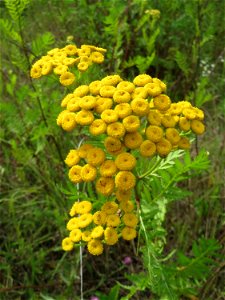 Rainfarn (Tanacetum vulgare) im Naturschutzgebiet „Steinbachtal / Netzbachtal“