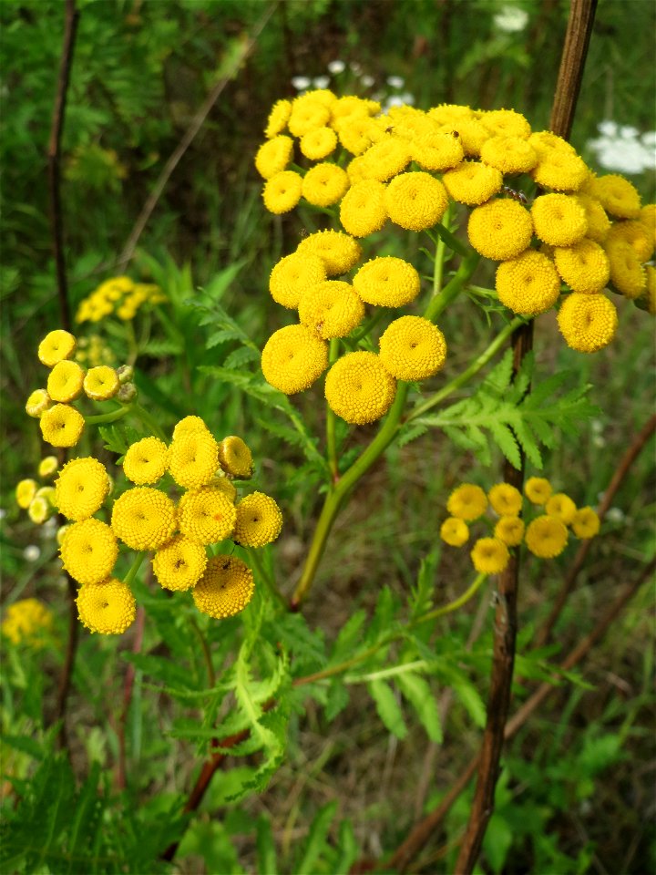 Rainfarn (Tanacetum vulgare) im Naturschutzgebiet „Steinbachtal / Netzbachtal“