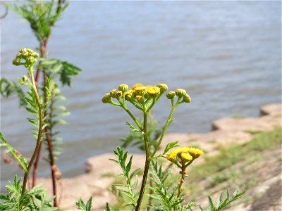 Rainfarn (Tanacetum vulgare) am Rheinufer in Niederwalluf